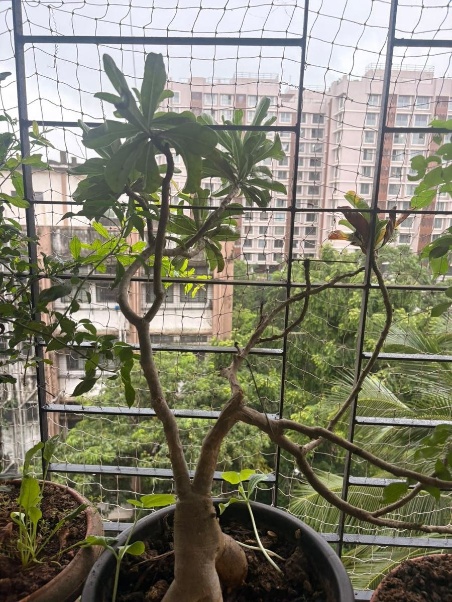 Adenium Desert Rose
