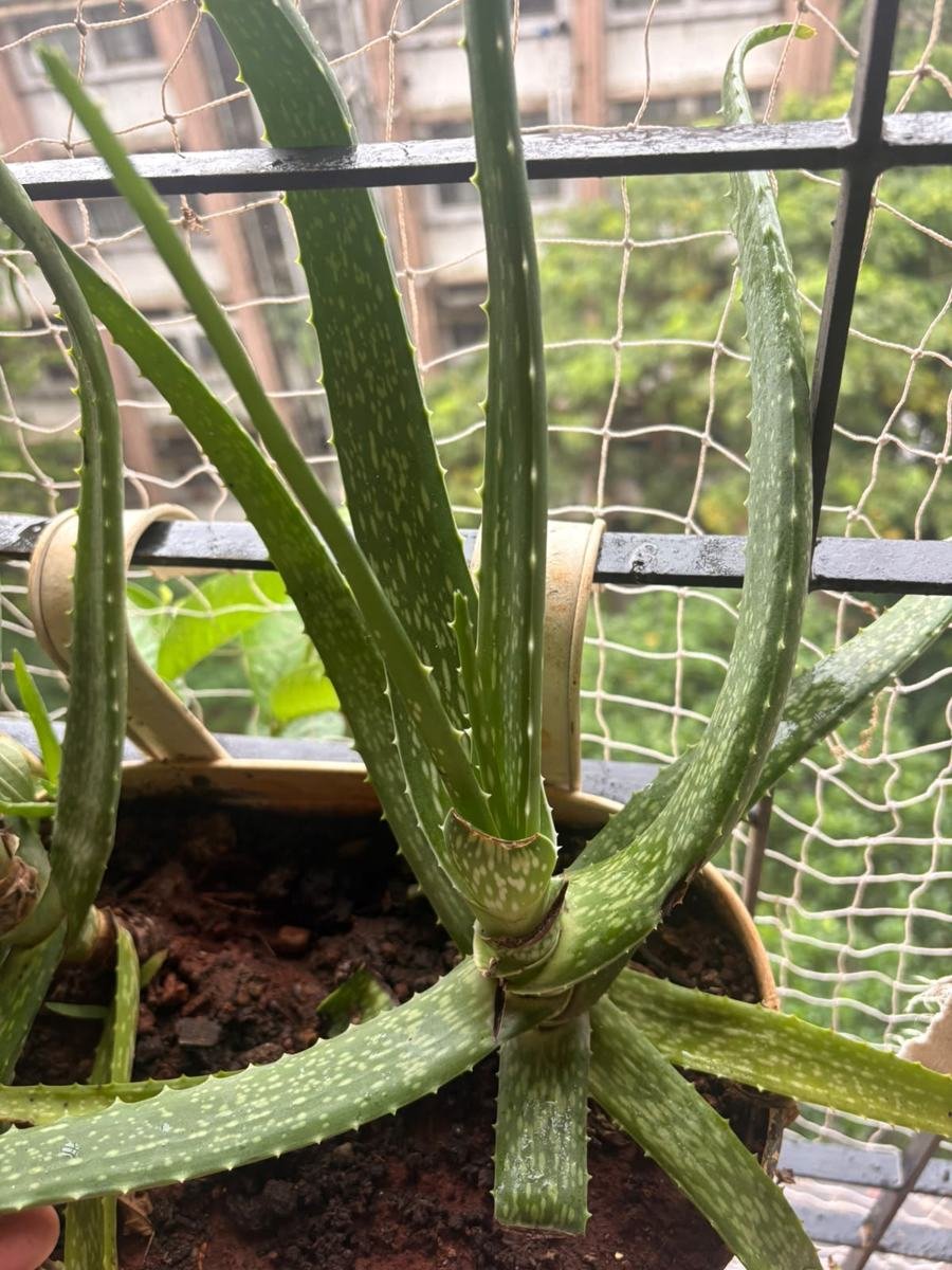 Aloe Vera
