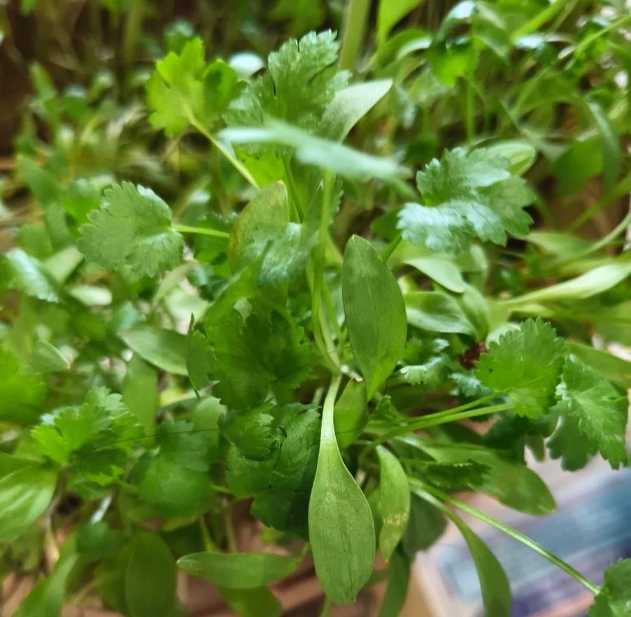 Coriander