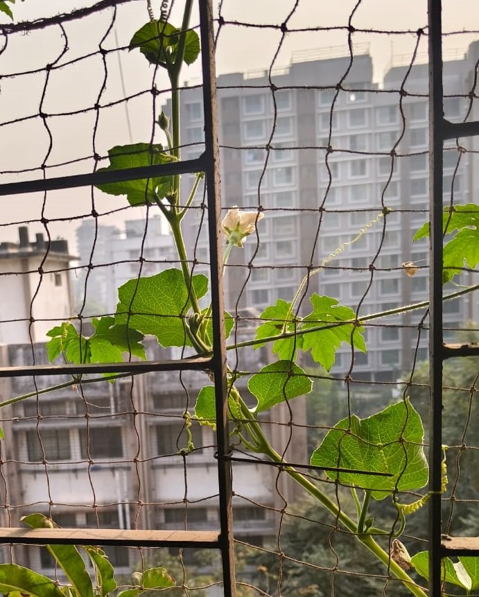 Doodhi (Bottle Gourd)