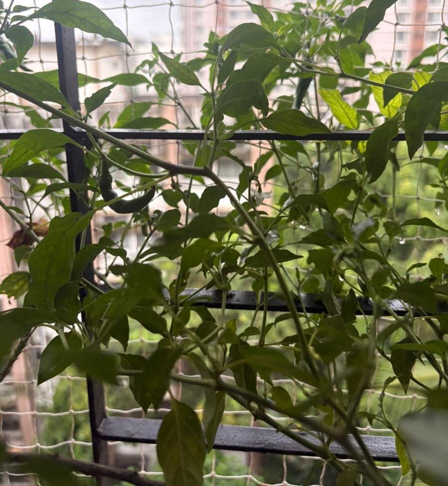 Mirchi (Green Chilli)