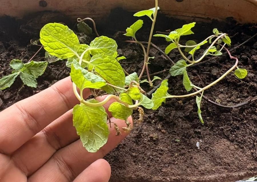 Pudina (Mint)