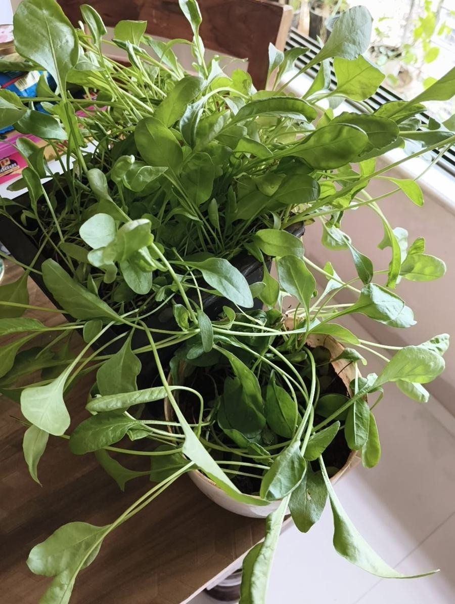 Spinach
