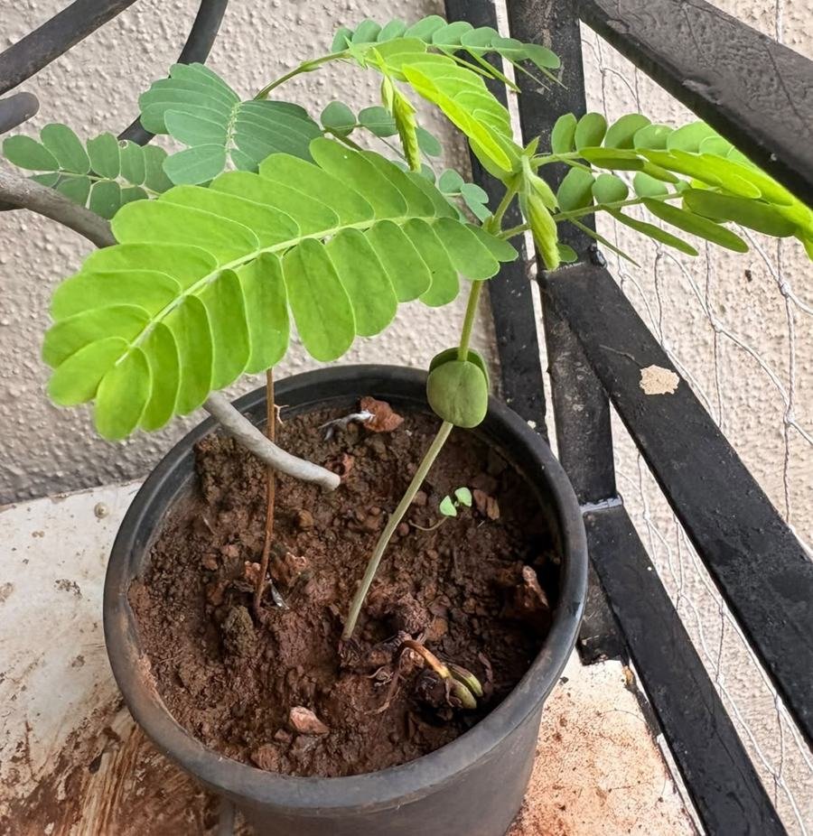 Tamarind
