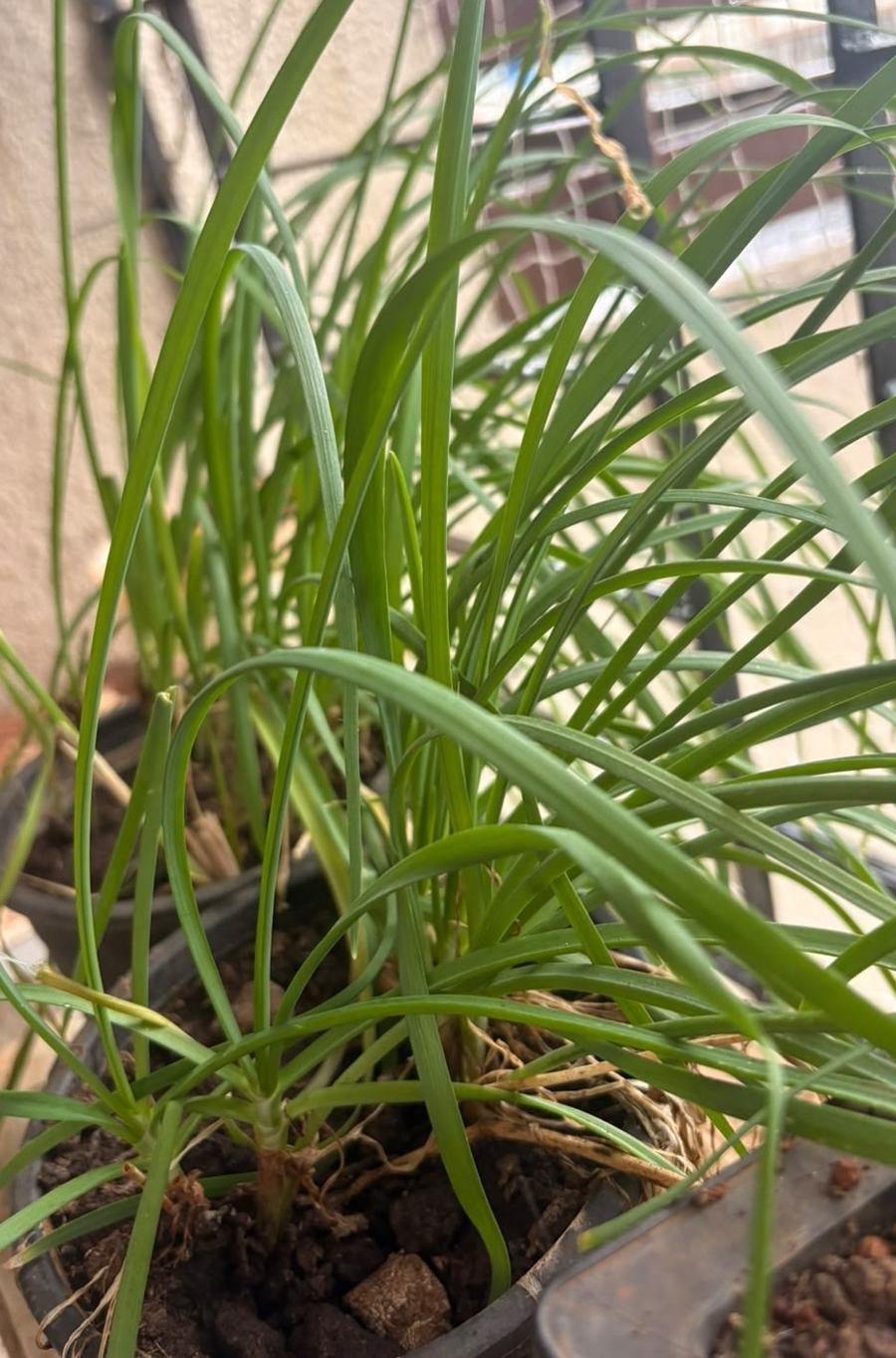 Garlic Chives
