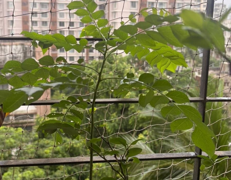 Kadipatta (Curry Leaves)