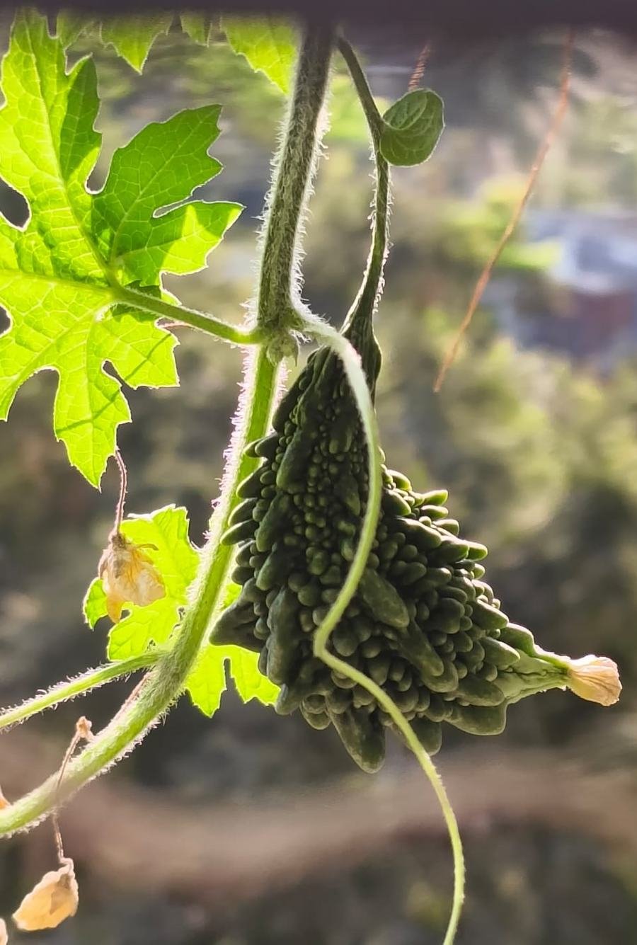 Karela (Bitter Gourd)