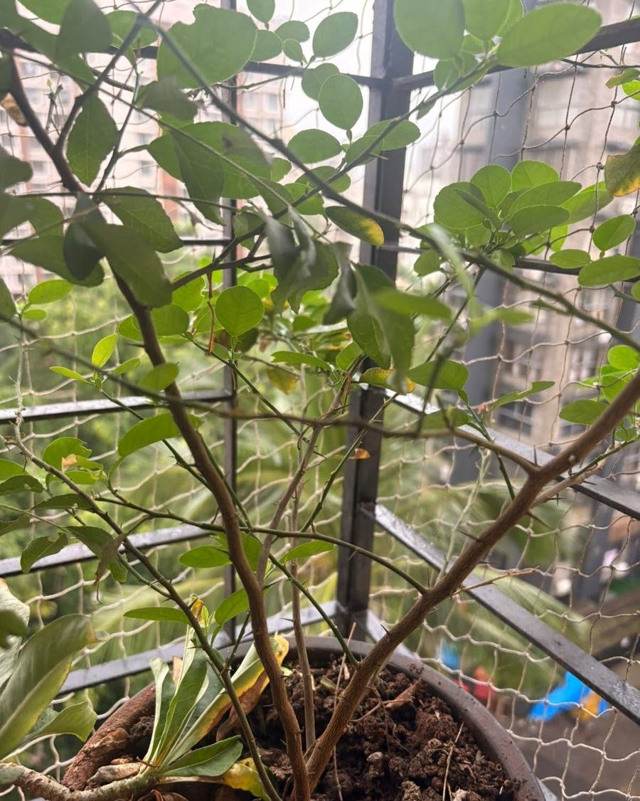 Lemon Tree