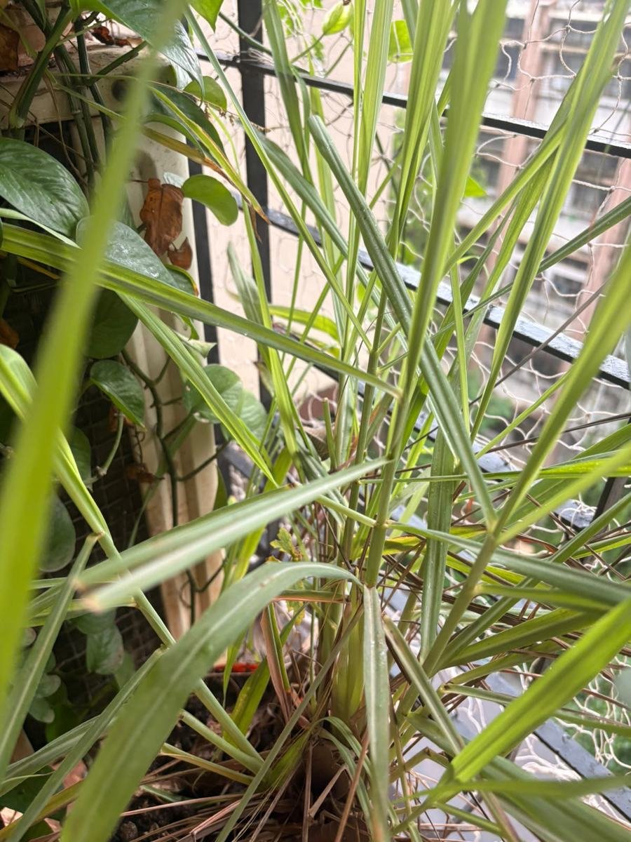 Lemongrass