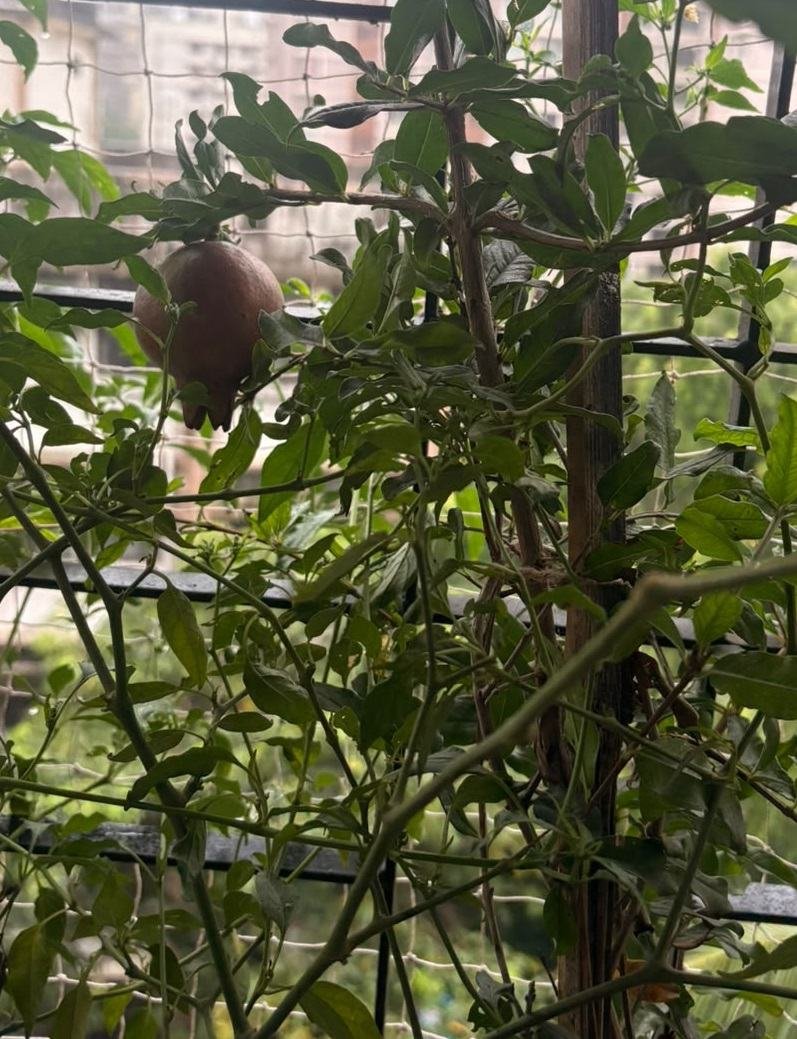 Pomegranate